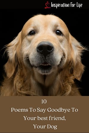 10 Poems To Say Goodbye to your best friend Your Dog pin
