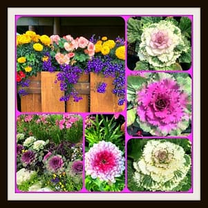 PicMonkey Image.jpgvvv.jpgccc