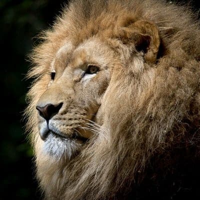 a lion face