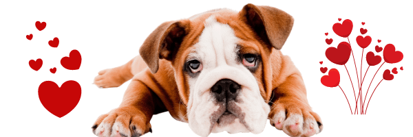 bull dogs poems best friend