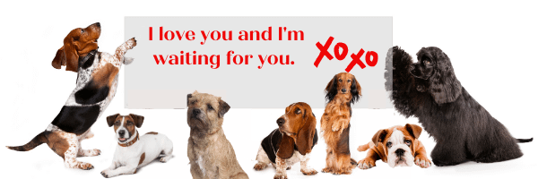 dogs saying i am waiting for you